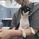 오마이멍멍 이미지