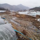 청도오리 이미지