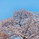 (주)파크랜드 | 대구 수성못 벚꽃 실시간 개화 수성파크랜드 포토존 추천