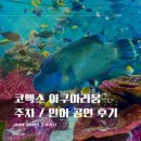 인어 | 삼성역 코엑스 아쿠아리움 씨라이프 주차 요금 인어 공연 후기