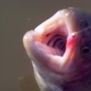 호저낚시터 이미지