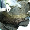 출토96 소나무 이미지