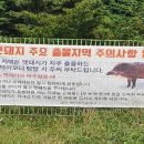 멧돼지 출몰지역 연합뉴스