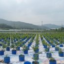 병천농장 이미지