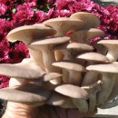 산행중에 만난 자연산 느타리버섯 구광자리 이미지