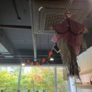 견고하개 이미지