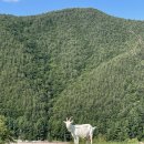 산양목장 이미지