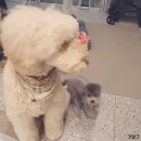 그레이스펫그루밍스튜디오 이미지