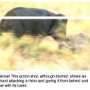 50마리의 흰 코뿔소를 죽인 코끼리 이미지