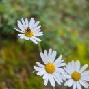 운교1리 마을회관 | 백덕산, 구름이 예쁘고 서울대 나무 만날 수 있는 곳