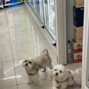 GS25 홍천동면점 이미지