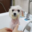 견공작소 이미지