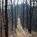 소나무향기 이미지