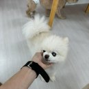 상큼하개 이미지