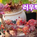 애플다육 이미지