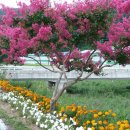 백일홍명품길 이미지