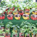 엄씨농장 이미지