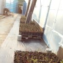 개화농장 이미지