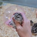 햄찌PX | 포항 햄찌px 햄스터 종류 가격 및 분양 후기