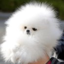 라페트 폼 이미지