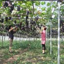 최씨농장 이미지