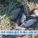 청도대구낚시(수릿대닷컴)