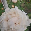 홍예민박 이미지