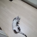 향남메디동물병원 이미지