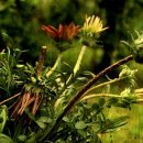 재오지리 이미지