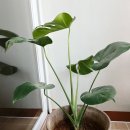 새순유치원 | 인생 첫 몬스테라 분갈이｜식물 잘 키우는 방법?초보 식집사