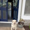 이웃집 댕댕이 이미지