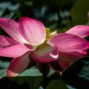 양산호수공원 이미지