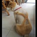 팻션 이미지