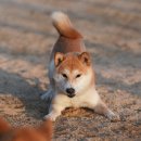 플레이 바우 이미지