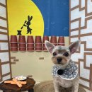 페스츄리(PET'S TREE) 이미지