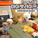 (주)라이코스펫 | [마이펫라이프] 안양애견동반카페 프라이빗 대관 루프탑 운동장