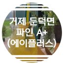 치킨플러스 지세포점 | [제값 리뷰] 거제 이색 레스토랑 & 카페! 파인에이플러스 솔직 후기 (둔덕면 핫플, 거제 여행)