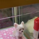 부산강아지분양 알프펫 이미지