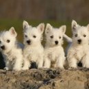 화이트 켄넬 이미지