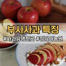 청송농원 | 청송 부사사과 특징 그대로 정담아농원 후기