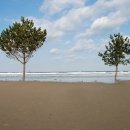 바다엔소나무 이미지