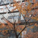 고읍남로 이미지