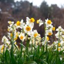 대왕수천 이미지