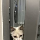 디디그루밍 | 고양이 합사 시작, 둘째 고양이 격리 끝-