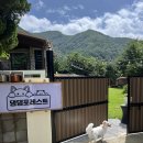 댕댕포레스트 이미지