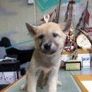 진도견나라 이미지