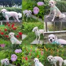 해솔동물병원 | 대구북구 대현동 해솔동물병원