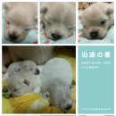 꼬미