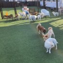 도그어스플래닛 영종도점 | [임보] 동대문/제기동 애견카페 도그어스플래닛 (나혼산 전현무 키 애견카페)
