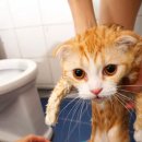 목욕하는고양이 이미지